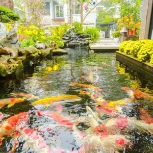 4 Vấn Đề Cần Đặc Biệt Lưu Ý Khi Chăm Sóc Cá Koi Trong Mùa Hè