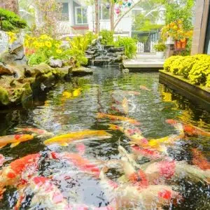 Hồ Cá Koi 38-Liên Hệ: 0973.928.564