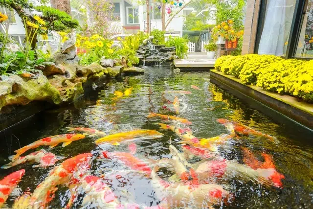 Dịch Vụ Tư Vấn Và Hỗ Trợ Chăm Sóc Cá Koi