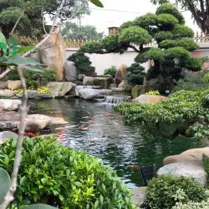 Hồ Cá Koi 40-Liên Hệ: 0973.928.564
