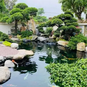 Hồ Cá Koi 36-Liên Hệ: 0973.928.564