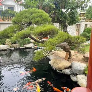 Hướng Dẫn Xây Hồ Cá Koi Ngoài Trời Đẹp - Hồ Cá Koi Tại Hà Nội