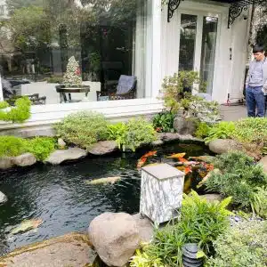 Chăm Sóc Cá Koi Mùa Lạnh – Chuyện Không Phải Ai Cũng Biết