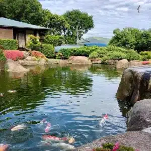 Chia Sẻ Kinh Nghiệm Làm Hồ Cá Koi Đạt Tiêu Chuẩn