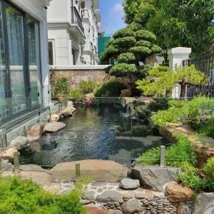 Hồ Cá Koi Tại Nhà Anh Hưng Ở Đặng Xá
