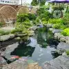 Dịch Vụ Tư Vấn Thiết Kế Thi Công Hồ Cá Koi – Bảo Hành Dài Hn, Uy Tín Hàng Đầu