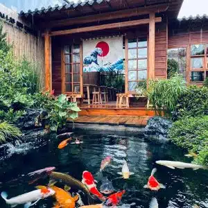 Mẫu Hồ Cá Koi Truyền Thống Nhật Bản