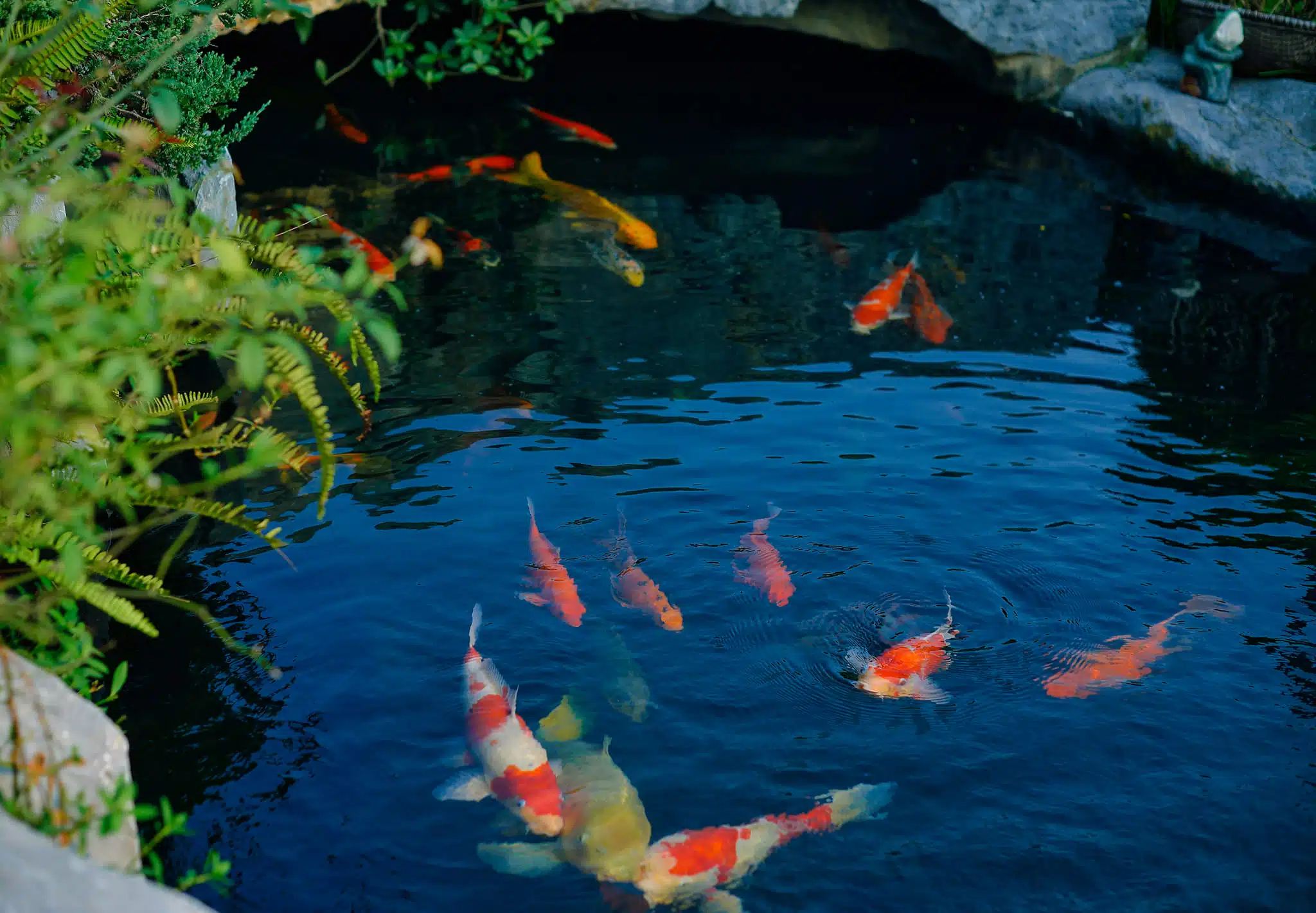 Dự An Hồ Cá Koi Ở Chùa – Yên Bái