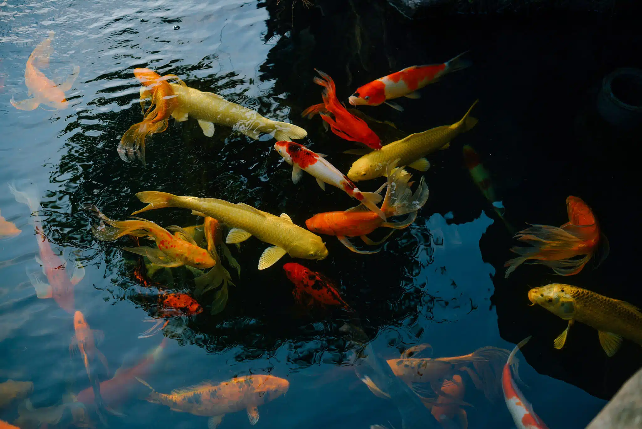 Dự An Hồ Cá Koi Ở Chùa – Yên Bái