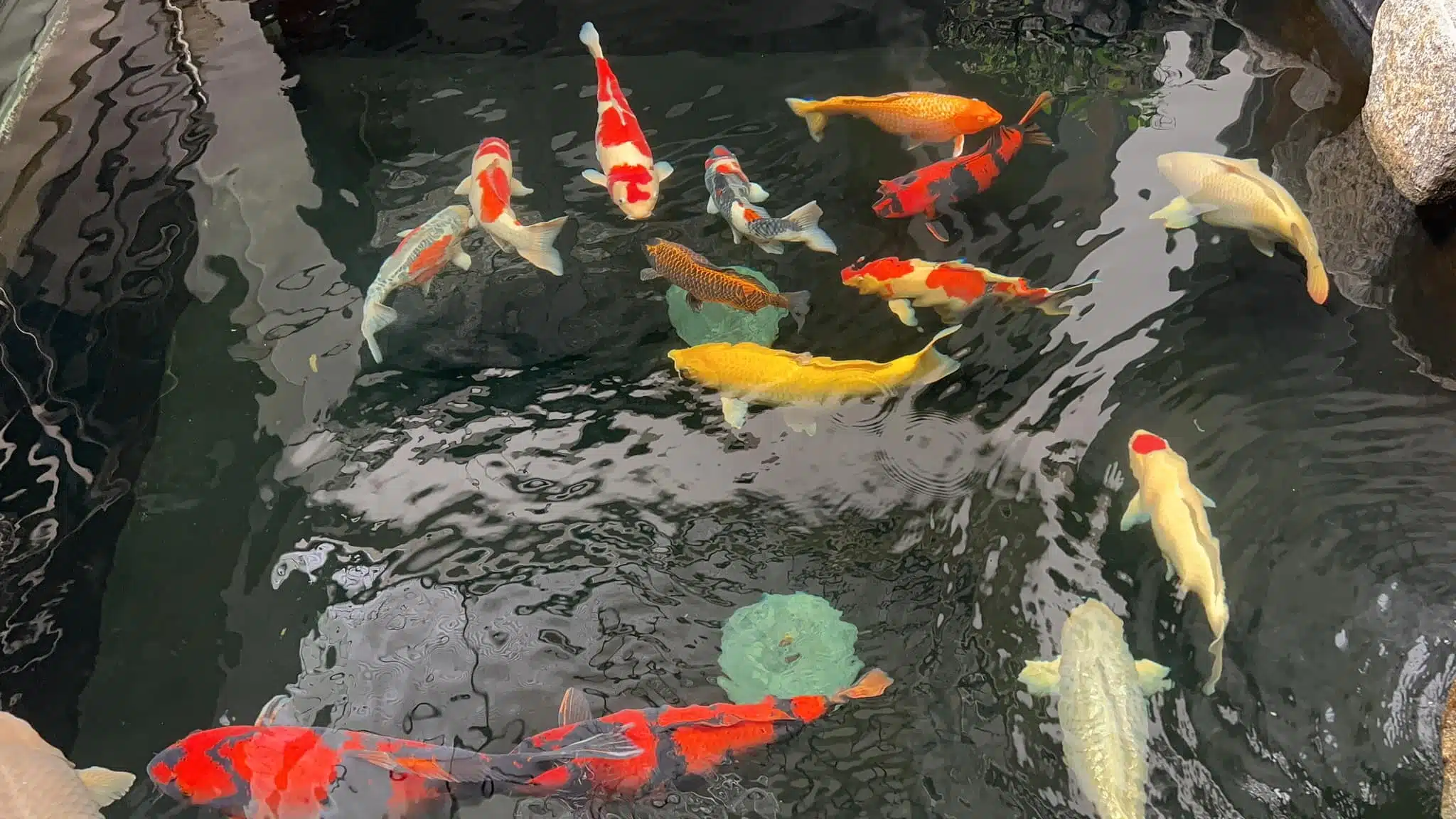 Chế Độ Ăn Cho Cá Koi Vào Mùa Hè