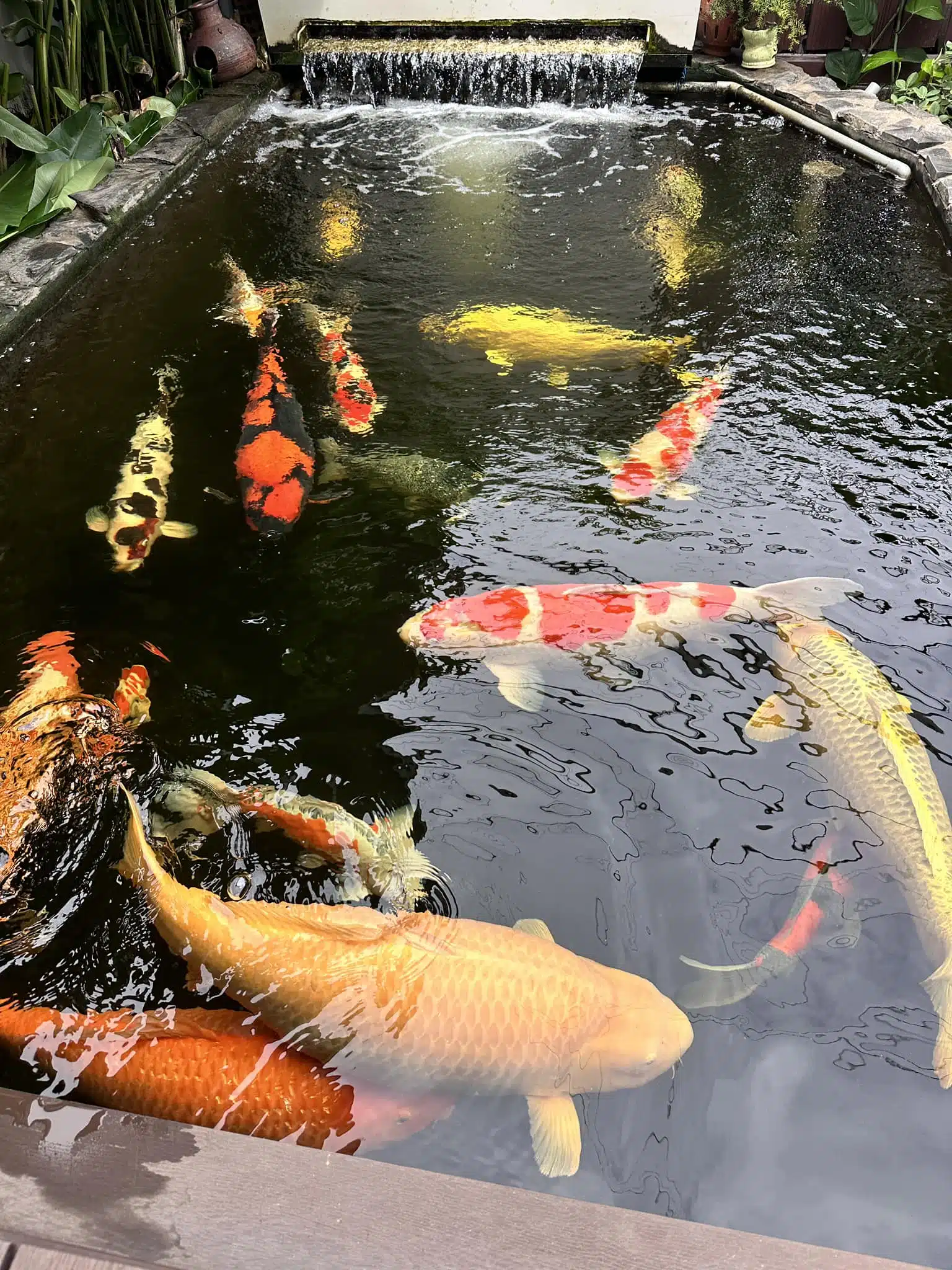 Dự Án Sân Vườn Hồ Koi – Hải Phòng