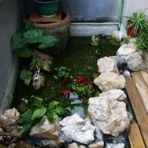 Tiểu Cảnh Sân Thượng Đẹp 22- Liên Hệ: 0973.928.564