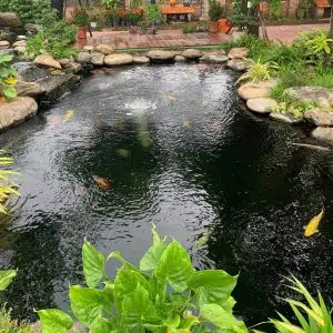 Hồ Cá Koi 26
