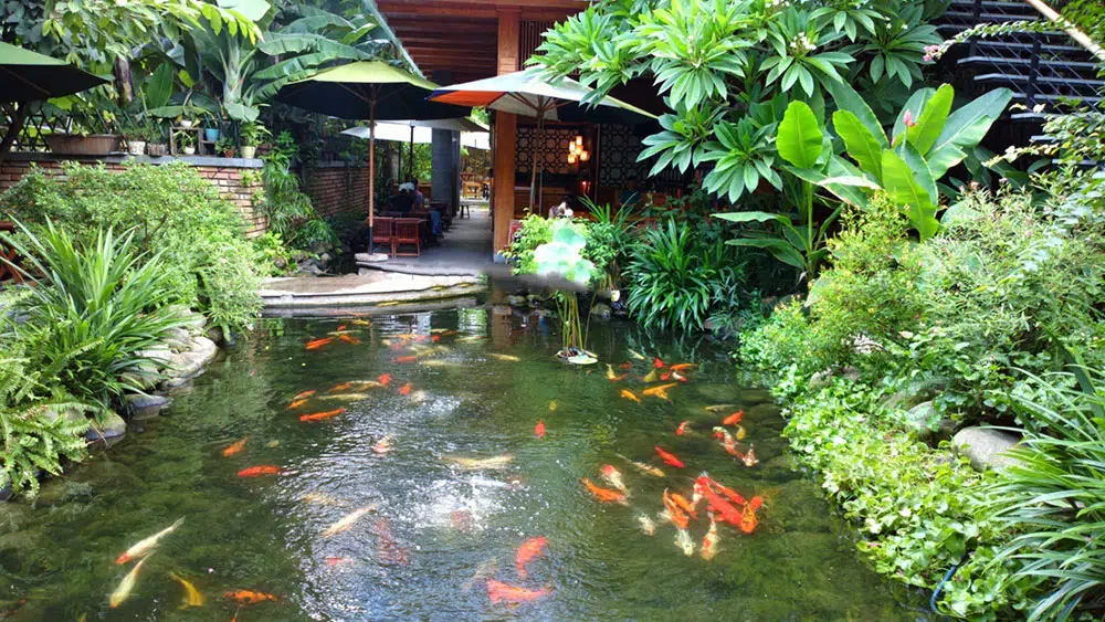 Hồ Cá Koi 07-Liên Hệ: 0973.928.564