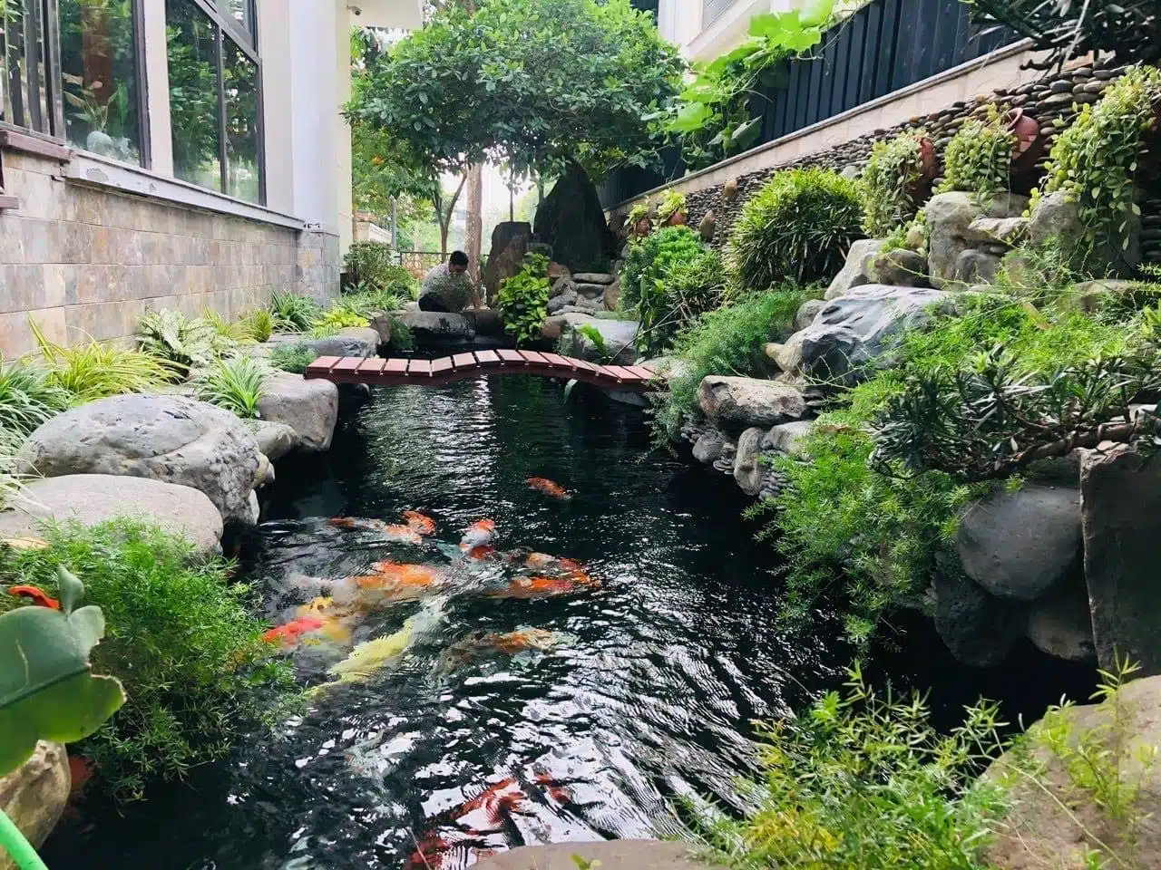 Vị Trí Đặt Hồ Cá Koi Phong Thủy