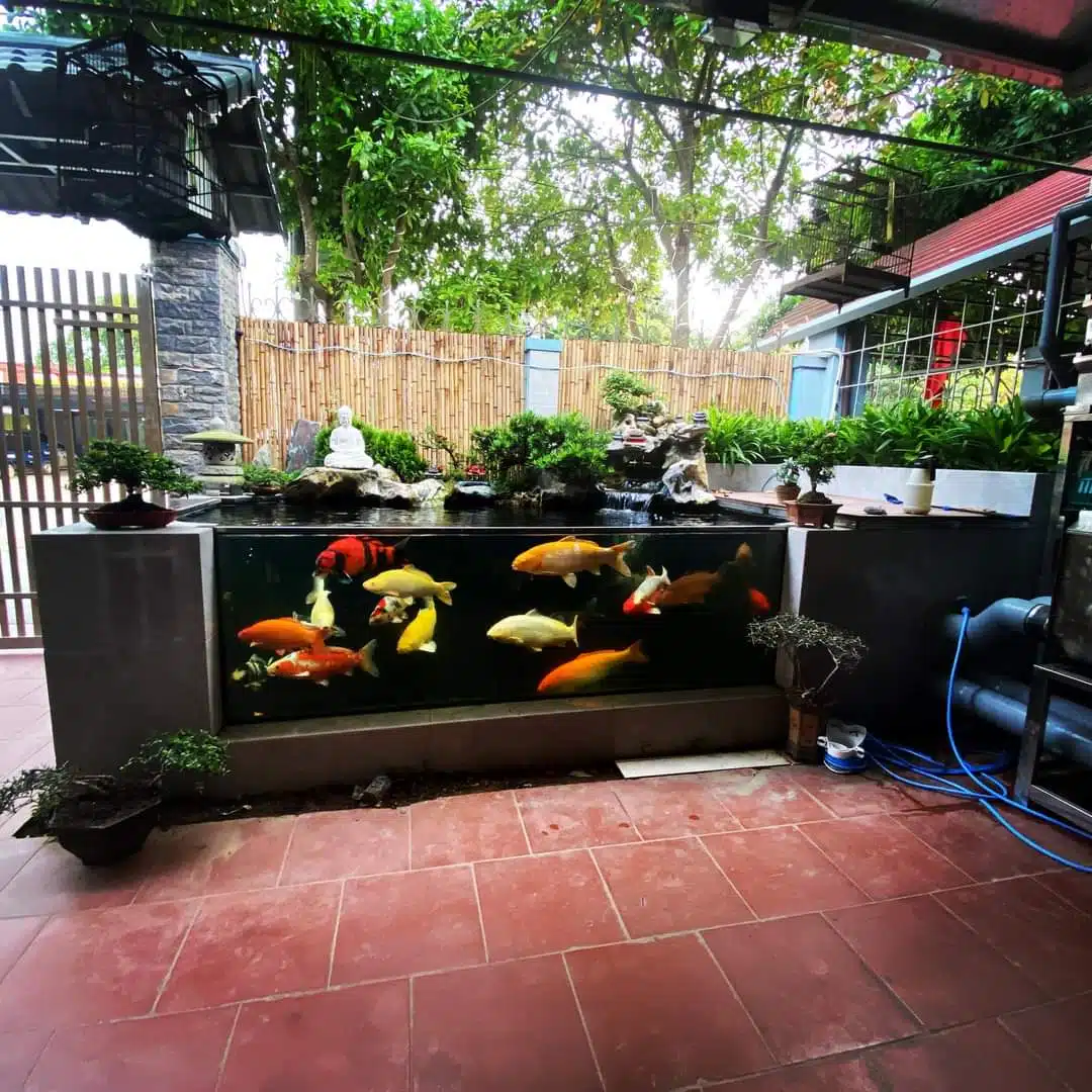 Mẫu Bể Cá Koi Kính Tuyệt Đẹp