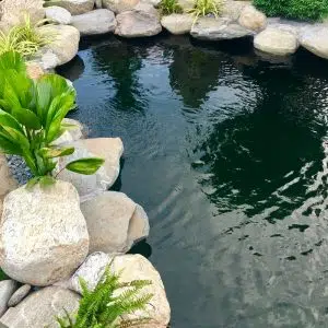 Thiết Kế Hồ Cá Koi Mini Cần Quan Tâm Điều Gì?
