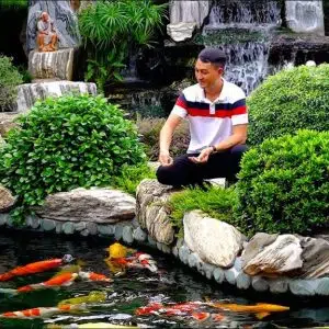 Cách Chăm Sóc Hồ Cá Koi Để Cá Luôn Khỏe Mạnh