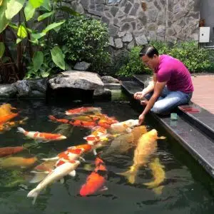 Những Thời Điểm Tốt Nhất Để Cho Cá Koi Ăn