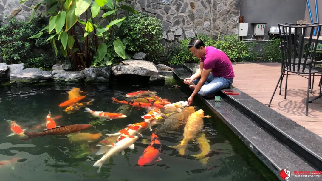 Cách Chăm Sóc Hồ Cá Koi Để Cá Luôn Khỏe Mạnh