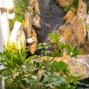 Thiết Kế Hồ Cá Koi Ngoài Trời Đẹp