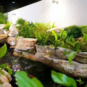 Tổng Chi Phí Làm Hồ Cá Koi Hết Bao Nhiêu