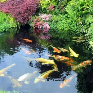 Toàn Bộ Kinh Nghiệm Nuôi Cá Koi Đúng Tiểu Chuẩn