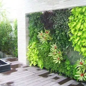 Hướng Dẫn Cách Chăm Sóc Vườn Tường Đúng Kỹ Thuật
