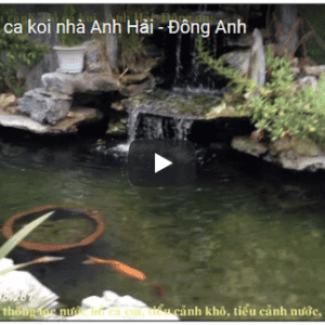 Hồ cá koi nhà anh Hải- Đông Anh