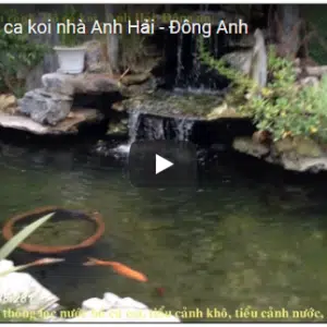 Hồ cá koi nhà anh Hải- Đông Anh