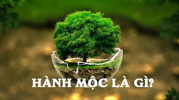 Phong Thủy Sân vườn Theo Nguyên Tắc Ngũ Hành