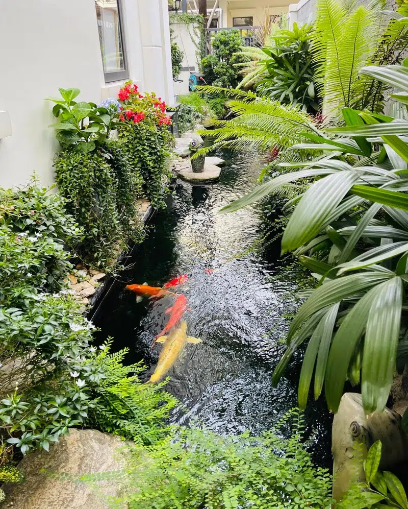 Hệ Thống Lọc Nước Chuẩn Cho Hồ Cá Koi