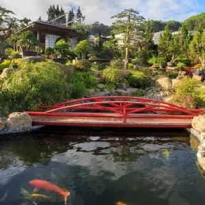 Hồ Cá Koi 06-Liên Hệ: 0973.928.564