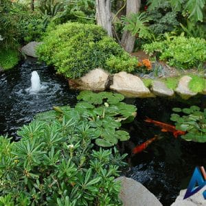 Mẫu hồ cá koi tại hà nội