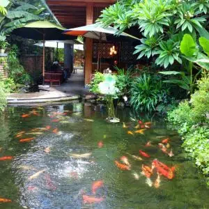 Hồ Cá Koi 29