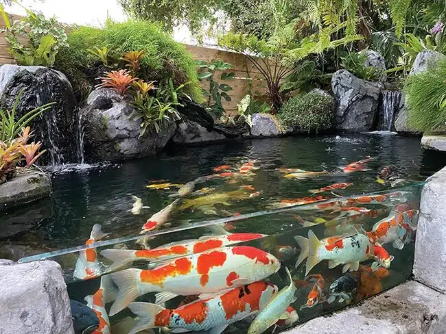 Mẫu Bể Cá Koi Kính Tuyệt Đẹp
