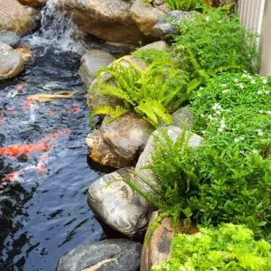Hồ Cá koi 37-Liên Hệ: 0973.928.564
