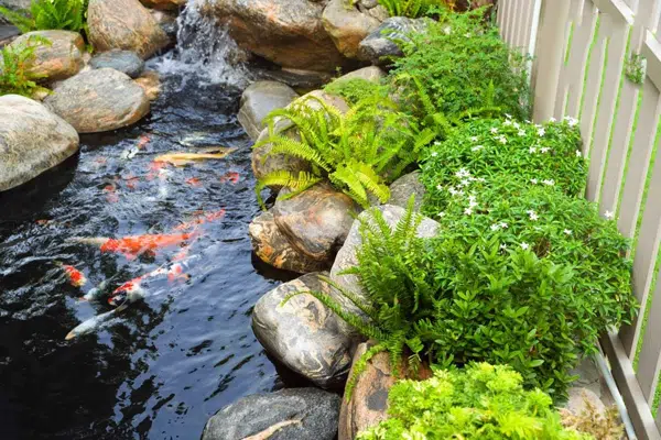 Thiết Kế Hồ Cá Koi Mini Đẹp Nhất Và Những Chú Ý
