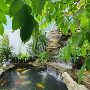 Thiết Kế Hồ Cá Koi Mini Đẹp Nhất Và Những Chú Ý