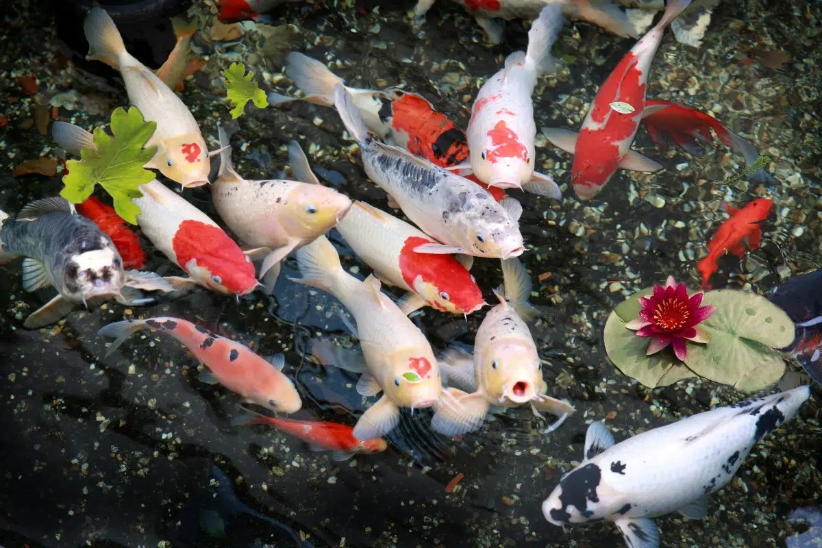 Dịch Vụ Cải Tạo, Vệ Sinh Hồ Cá