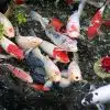 Hướng Dẫn Chăm Sóc Cá Koi- Bệnh Thường Gặp, Nguyên Nhân, Cách Phòng Bệnh