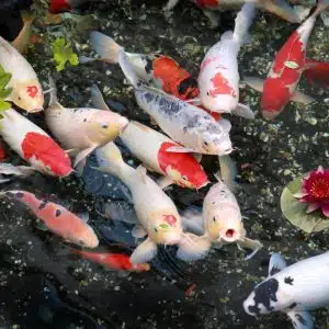 Hướng Dẫn Chăm Sóc Cá Koi- Bệnh Thường Gặp, Nguyên Nhân, Cách Phòng Bệnh