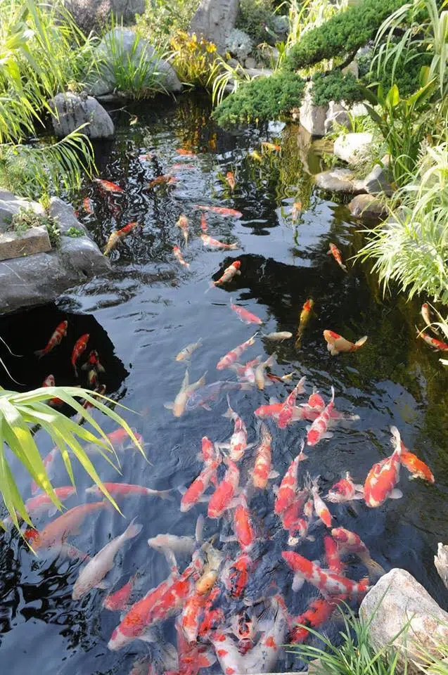 Chia Sẻ Kinh Nghiệm Làm Hồ Cá Koi Đạt Tiêu Chuẩn