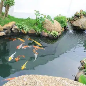 Tiểu Cảnh Hồ Cá Koi Tại Nhà - Vĩnh Yên