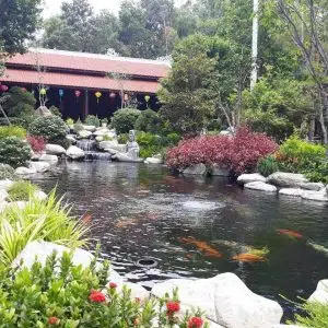 Hồ Cá Koi 23-Liên Hệ: 0973.928.564