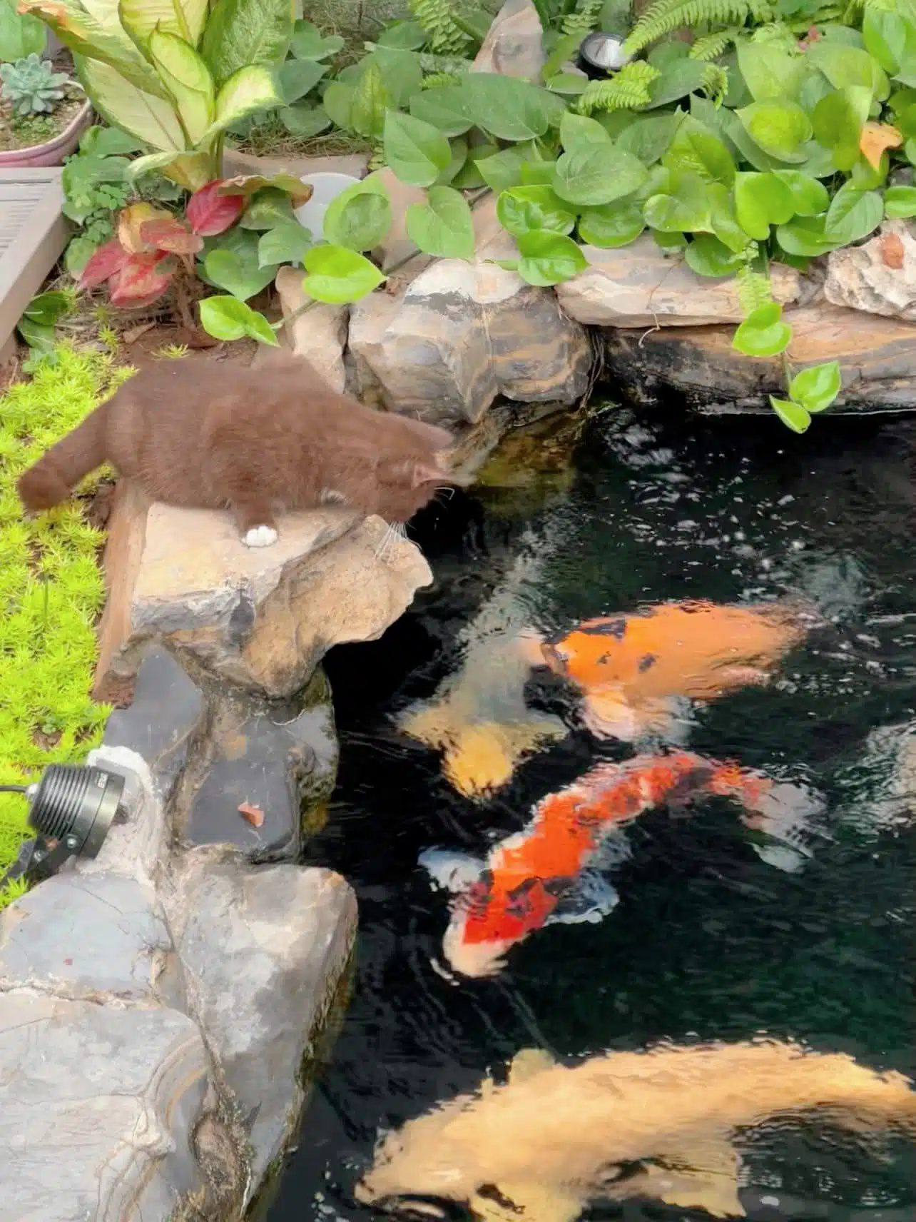 Dự Án Sân Vườn Hồ Koi – Từ Sơn Bắc Ninh